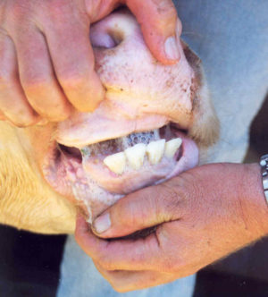 Calf dentition